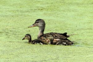 保育士として育児経験を活かして活躍する方法は？