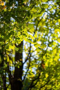 復職後の保育士が103万、130万、150万の収入を得るためのポイントは？