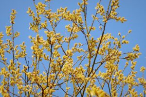 復職後の保育士免許状更新はどうなる？